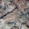 Sugar Black Rose Early Version (Delicious Seeds) Cannabis-Samen zu verkaufen