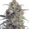 Kaufe Runtz Samen feminisiert von Seedstockers
