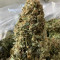 Monster Bruce Banner Auto (Monster Genetics) Cannabis-Samen zu verkaufen