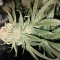 Amnesia Lemon Kush Cannabis-Samen Kaufen