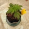 Kaufe Northern Lights Samen feminisiert von Herbies Seeds