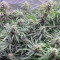 GG#4 Original Glue Auto Cannabis-Samen Kaufen