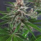 DDoS #33 Feminisierte Cannabis-Samen Kaufen