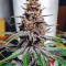 Purple Queen (RQS) Cannabis-Samen zu verkaufen