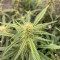 Purple Lemonade Auto Cannabis-Samen Kaufen