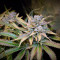 Gorilla Z (Barney's Farm) Cannabis-Samen zu verkaufen