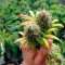 White Widow (Seedstockers) Cannabis-Samen zu verkaufen