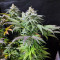 Acapulco Gold feminisiertes Saatgut (Barney's Farm)