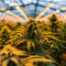Acapulco Gold feminisiertes Saatgut (Barney's Farm)