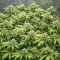 Bubblehead 13 (Big Head Seeds) Cannabis-Samen