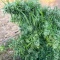 Chemdog Fast Version feminisierte Samen (Seedkeepers)