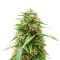 Easy Bud Auto (RQS) Cannabis-Samen