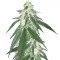 Grandaddy Black (Original Sensible Seeds) Cannabis-Samen