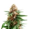 Grimm Glue (Brothers Grimm Seeds)