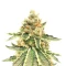 Killer Queen feminisierte Samen (Brothers Grimm Seeds)