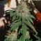 Moby Dick (Herbies USA Express)