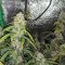 Original Auto Sour Diesel (Fast Buds) Cannabis-Samen