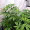 Panama Haze Regular (Ace Seeds)