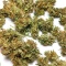 Panama Haze Regular (Ace Seeds)