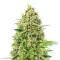Princess Haze feminisierte Samen (Brothers Grimm Seeds)