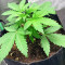 Purple Juice Auto feminisierte Samen (Herbies Seeds)