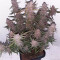 Purple Punch Auto feminisierte Samen (Barney’s Farm)