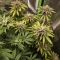 Purple Queen (RQS) Cannabis-Samen