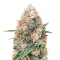 Skunky Monkey Auto (Heavyweight Seeds) Cannabis-Samen