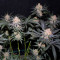 Tropicana Cookies Fast Flowering feminisierte Samen (Fast Buds)