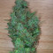 Honey Cream (Fast Flowering) (RQS) Cannabis-Samen