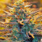 Jack 47 Auto (Sweet Seeds) Cannabis-Samen