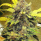 Original Auto Chemdawg (Fast Buds) Cannabis-Samen
