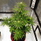 Auto Lemon Kix strain