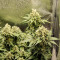 Black Jack (Sweet Seeds) Cannabis-Samen