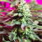 Boulder Bubblegum (Sagarmatha Seeds) Cannabis-Samen