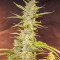 CBD Auto Compassion Lime (Dutch Passion) Cannabis-Samen
