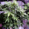 Lemon AK Auto feminisierte Samen (Fast Buds)
