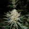 Pennywise regular (TGA Subcool Seeds / SubCool’s The Dank) Cannabis-Samen