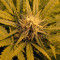 Skunk #1 Automatic (Sensi Seeds) Cannabis-Samen