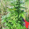 Super Skunk Autoflower (Seedstockers) Cannabis-Samen