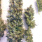 Super Skunk (Seedstockers) Cannabis-Samen