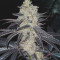 Tha Melon Regular (Karma Genetics) Cannabis-Samen