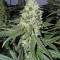 Washing Machine (Ripper Seeds) Cannabis-Samen