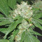 Barbara Bud (House of the Great Gardener Seeds) Cannabis-Samen