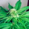 Big Bang (GHS) Cannabis-Samen