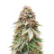 Blackberry Moonrocks feminisierte Samen (AlphaFem Seeds)