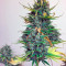 Exodus Cheese Auto (GHS) Cannabis-Samen