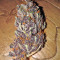 Glue Cookies feminisierte Samen (AlphaFem Seeds)
