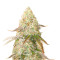 Medical Buddha (Kera Seeds) Cannabis-Samen