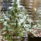 Purple Haze Auto Cannabis-Samen Kaufen